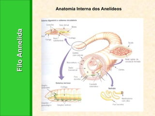 Filo Annelida Anatomia Interna dos Anelídeos 