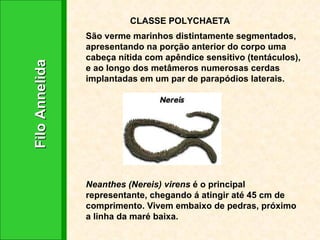 Filo Annelida   CLASSE POLYCHAETA São verme marinhos distintamente segmentados, apresentando na porção anterior do corpo uma cabeça nítida com apêndice sensitivo (tentáculos), e ao longo dos metâmeros numerosas cerdas implantadas em um par de parapódios laterais. Neanthes (Nereis) virens  é o principal representante, chegando á atingir até 45 cm de comprimento. Vivem embaixo de pedras, próximo a linha da maré baixa. 