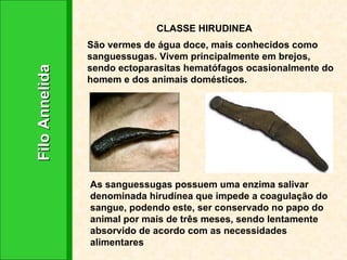Filo Annelida CLASSE HIRUDINEA São vermes de água doce, mais conhecidos como sanguessugas. Vivem principalmente em brejos, sendo ectoparasitas hematófagos ocasionalmente do homem e dos animais domésticos. As sanguessugas possuem uma enzima salivar denominada hirudínea que impede a coagulação do sangue, podendo este, ser conservado no papo do animal por mais de três meses, sendo lentamente absorvido de acordo com as necessidades alimentares 