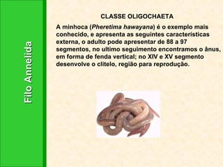 Filo Annelida CLASSE OLIGOCHAETA A minhoca ( Pheretima hawayana ) é o exemplo mais conhecido, e apresenta as seguintes características externa, o adulto pode apresentar de 88 a 97 segmentos, no ultimo seguimento encontramos o ânus, em forma de fenda vertical; no XIV e XV segmento desenvolve o clitelo, região para reprodução. 