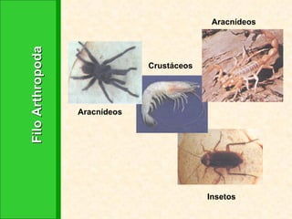 Filo Arthropoda Aracnídeos Crustáceos Insetos Aracnídeos 