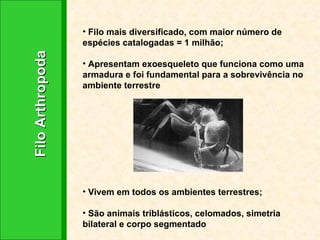 Filo Arthropoda Filo mais diversificado, com maior número de espécies catalogadas = 1 milhão; Apresentam exoesqueleto que funciona como uma armadura e foi fundamental para a sobrevivência no ambiente terrestre Vivem em todos os ambientes terrestres; São animais triblásticos, celomados, simetria bilateral e corpo segmentado 