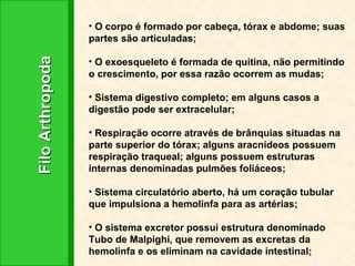 Filo Arthropoda O corpo é formado por cabeça, tórax e abdome; suas partes são articuladas; O exoesqueleto é formada de quitina, não permitindo o crescimento, por essa razão ocorrem as mudas; Sistema digestivo completo; em alguns casos a digestão pode ser extracelular; Respiração ocorre através de brânquias situadas na parte superior do tórax; alguns aracnídeos possuem respiração traqueal; alguns possuem estruturas internas denominadas pulmões foliáceos; Sistema circulatório aberto, há um coração tubular que impulsiona a hemolinfa para as artérias; O sistema excretor possui estrutura denominado Tubo de Malpighi, que removem as excretas da hemolinfa e os eliminam na cavidade intestinal; 