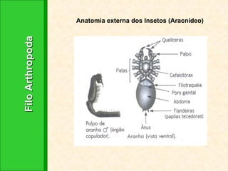 Filo Arthropoda Anatomia externa dos Insetos (Aracnídeo) 
