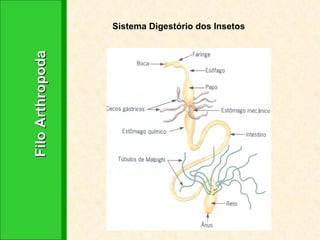 Filo Arthropoda Sistema Digestório dos Insetos 