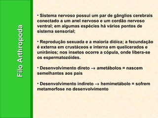 Filo Arthropoda Sistema nervoso possui um par de gânglios cerebrais conectado a um anel nervoso e um cordão nervoso ventral; em algumas espécies há vários pontos de sistema sensorial; Reprodução sexuada e a maioria dióica; a fecundação é externa em crustáceos e interna em quelicerados e unirânios; nos insetos ocorre a cópula, onde libera-se os espermatozóides. Desenvolvimento direto    ametábolos = nascem semelhantes aos pais Desenvolvimento indireto    hemimetábolo = sofrem metamorfose no desenvolvimento 