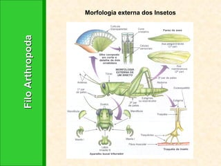 Filo Arthropoda Morfologia externa dos Insetos 