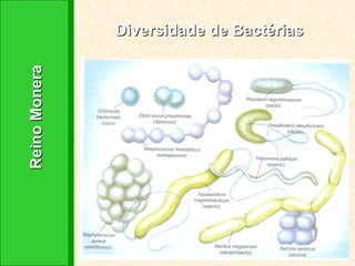 Reino Monera  Diversidade de Bactérias 