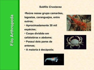 Filo Arthropoda Subfilo  Crustacea Reúne nesse grupo camarões, lagostas, caranguejos, entre outros;  Aproximadamente 30 mil espécies;  Corpo dividido em cefalotórax e abdome; Possui dois pares de antenas;  A maioria é decápoda; 