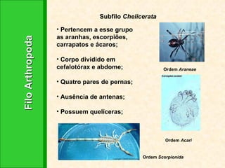 Filo Arthropoda Subfilo  Chelicerata Pertencem a esse grupo as aranhas, escorpiões, carrapatos e ácaros; Corpo dividido em cefalotórax e abdome; Quatro pares de pernas; Ausência de antenas;  Possuem quelíceras; Ordem  Araneae Ordem  Scorpionida Ordem  Acari 