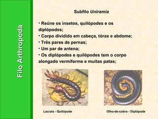 Filo Arthropoda Subfilo  Uniramia Reúne os insetos, quilópodes e os diplópodes; Corpo dividido em cabeça, tórax e abdome; Três pares de pernas; Um par de antena; Os diplópodes e quilópodes tem o corpo alongado vermiforme e muitas patas; Lacraia - Quilópode Olho-de-cobra - Diplópode 