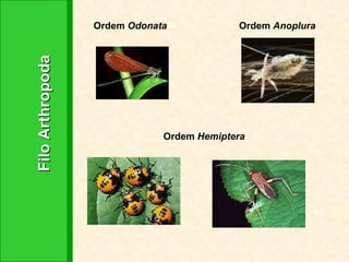 Filo Arthropoda Ordem  Anoplura Ordem  Odonata Ordem  Hemiptera 