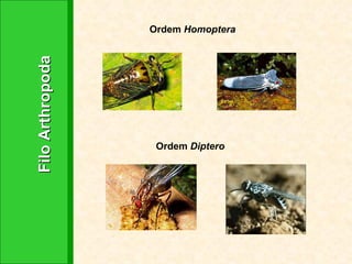 Filo Arthropoda Ordem  Homoptera Ordem  Diptero 