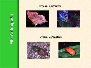 Filo Arthropoda Ordem  Lepdoptera Ordem  Coleoptero 