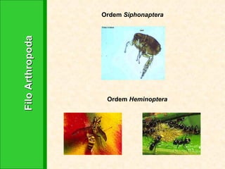 Filo Arthropoda Ordem  Siphonaptera Ordem  Heminoptera 