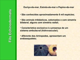Filo Echinodermata Ouriço-do-mar, Estrela-do-mar e Pepino-do-mar São conhecidos aproximadamente 6 mil espécies; São animais triblásticos, celomados e com simetria bilateral, alguns com simetria radial; Característica exclusiva é a presença de um sistema ambulacral (hidrovascular); diferente dos Artropodes, apresentam um endoesqueleto; 