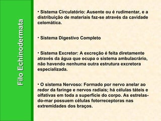 Filo Echinodermata Sistema Circulatório: Ausente ou é rudimentar, e a distribuição de materiais faz-se através da cavidade celomática.  Sistema Digestivo Completo Sistema Excretor: A excreção é feita diretamente através da água que ocupa o sistema ambulacrário, não havendo nenhuma outra estrutura excretora especializada. O sistema Nervoso: Formado por nervo anelar ao redor da faringe e nervos radiais; há células táteis e olfativas em toda a superfície do corpo. As estrelas-do-mar possuem células fotorreceptoras nas extremidades dos braços. 