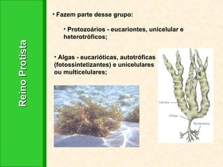 Reino Protista  Fazem parte desse grupo: Protozoários - eucariontes, unicelular e heterotróficos; Algas - eucarióticas, autotróficas (fotossintetizantes) e unicelulares ou multicelulares; 