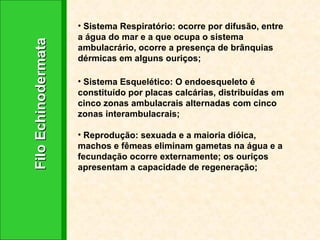 Filo Echinodermata Sistema Respiratório: ocorre por difusão, entre a água do mar e a que ocupa o sistema ambulacrário, ocorre a presença de brânquias dérmicas em alguns ouriços;  Sistema Esquelético: O endoesqueleto é constituído por placas calcárias, distribuídas em cinco zonas ambulacrais alternadas com cinco zonas interambulacrais; Reprodução: sexuada e a maioria dióica, machos e fêmeas eliminam gametas na água e a fecundação ocorre externamente; os ouriços apresentam a capacidade de regeneração; 