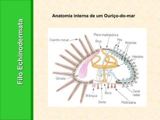 Filo Echinodermata Anatomia interna de um Ouriço-do-mar 