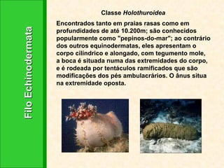 Filo Echinodermata Classe  Holothuroidea Encontrados tanto em praias rasas como em profundidades de até 10.200m; são conhecidos popularmente como "pepinos-do-mar"; ao contrário dos outros equinodermatas, eles apresentam o corpo cilíndrico e alongado, com tegumento mole, a boca é situada numa das extremidades do corpo, e é rodeada por tentáculos ramificados que são modificações dos pés ambulacrários. O ânus situa na extremidade oposta. 