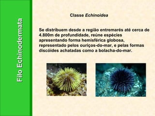 Classe  Echinoidea Se distribuem desde a região entremarés até cerca de 4.800m de profundidade, reúne espécies apresentando forma hemisférica globosa, representado pelos ouriços-do-mar, e pelas formas discóides achatadas como a bolacha-do-mar. Filo Echinodermata 