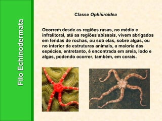 Filo Echinodermata Classe  Ophiuroidea Ocorrem desde as regiões rasas, no médio e infralitoral, até as regiões abissais, vivem abrigados em fendas de rochas, ou sob elas, sobre algas, ou no interior de estruturas animais, a maioria das espécies, entretanto, é encontrada em areia, lodo e algas, podendo ocorrer, também, em corais.  