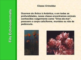 Filo Echinodermata Classe  Crinoidea Ocorrem do Ártico à Antártica, e em todas as profundidades, nessa classe encontramos animais conhecidos vulgarmente como "lírios-do-mar”, possuem o corpo caliciforme, munidos ou não de pedúnculo.  