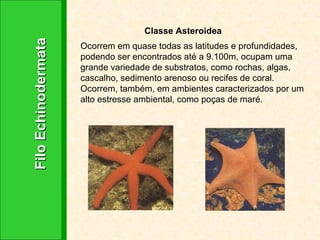 Filo Echinodermata Classe Asteroidea Ocorrem em quase todas as latitudes e profundidades, podendo ser encontrados até a 9.100m, ocupam uma grande variedade de substratos, como rochas, algas, cascalho, sedimento arenoso ou recifes de coral. Ocorrem, também, em ambientes caracterizados por um alto estresse ambiental, como poças de maré. 