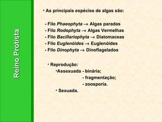 Reino Protista  As principais espécies de algas são:  -  Filo  Phaeophyta    Algas paradas - Filo  Rodophyta     Algas Vermelhas - Filo  Bacillariophyta    Diatomaceas - Filo  Euglenóides    Euglenóides - Filo  Dinophyta    Dinoflagelados Reprodução:  Assexuada - binária; - fragmentação; - zoosporia. Sexuada. 