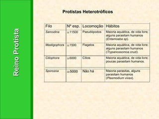 Reino Protista  Protistas Heterotróficos 
