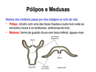 Indivíduo Flutuador
Pneumatóforo
Indivíduos
Alimentadores
(Gastrozóides)
Indivíduos
Protetores
(Tentáculos)Physalia pelagi...