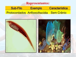 Representantes:
Protocordados
Sub-Filo
Anfioxo/
Exemplo
Sem Crânio
Característica
Ascídia
 