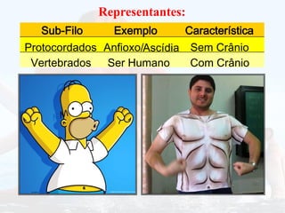 Representantes:
Protocordados
Sub-Filo
Ser Humano
Exemplo
Com Crânio
Característica
Sem Crânio
Vertebrados
Anfioxo/Ascídia
 