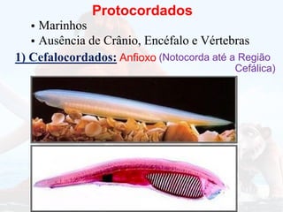 Protocordados
Marinhos
•
Ausência de Crânio, Encéfalo e Vértebras
•
1) Cefalocordados: Anfioxo (Notocorda até a Região
Cefálica)
 