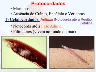 Protocordados
Marinhos
•
Ausência de Crânio, Encéfalo e Vértebras
•
1) Cefalocordados: Anfioxo
Notocorda até a Fase Adulta
•
Filtradores (
• vivem no fundo do mar)
(Notocorda até a Região
Cefálica)
 