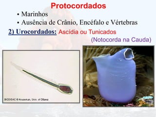 Protocordados
Marinhos
•
Ausência de Crânio, Encéfalo e Vértebras
•
2) Urocordados: Ascídia ou Tunicados
(Notocorda na Cauda)
 