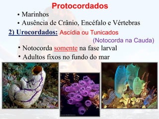 Protocordados
Marinhos
•
Ausência de Crânio, Encéfalo e Vértebras
•
2) Urocordados: Ascídia ou Tunicados
(Notocorda na Cauda)
Notocorda somente na fase larval
•
Adultos fixos no fundo do mar
•
 