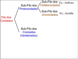 Sub-Filo dos
Cefalocordados
Filo dos
Cordados
Sub-Filo dos
Urocordados
Sub-Filo dos
Craniados
(Vertebrados)
Ex.: Anfíoxo
Ex.: Ascídia
Sub-Filo dos
Protocordados
 