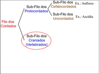 Filo dos
Cordados
Sub-Filo dos
Craniados
(Vertebrados)
Sub-Filo dos
Protocordados
Sub-Filo dos
Cefalocordados
Sub-Filo dos
Urocordados
Ex.: Anfíoxo
Ex.: Ascídia
 