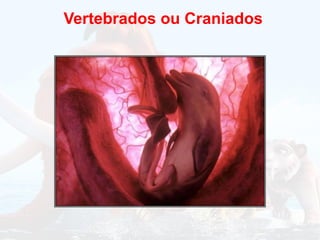 Vertebrados ou Craniados
 
