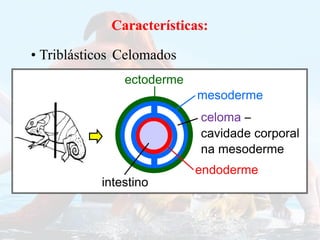 Características:
Características:
• Triblásticos Celomados
intestino
ectoderme
mesoderme
endoderme
celoma –
cavidade corporal
na mesoderme
 