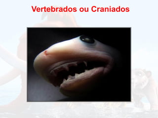 Vertebrados ou Craniados
 