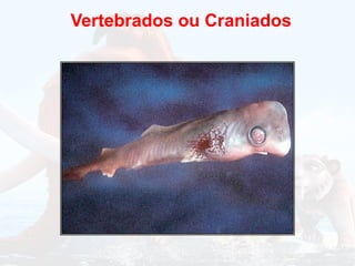 Vertebrados ou Craniados
 
