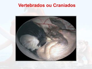 Vertebrados ou Craniados
 