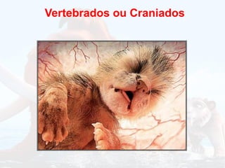 Vertebrados ou Craniados
 