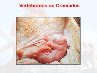 Vertebrados ou Craniados
 