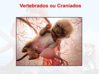 Vertebrados ou Craniados
 