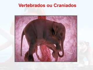 Vertebrados ou Craniados
 