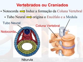 Vertebrados ou Craniados
Notocorda
•
•
Induz a formação da Coluna Vertebral
Tubo Neural origina o Encéfalo e a Medula
Tubo Neural
Notocorda
Nêurula
Coluna Vertebral
 